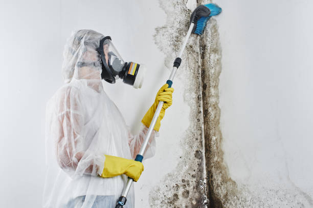 Best Attic Mold Removal  in Edinburg, TX