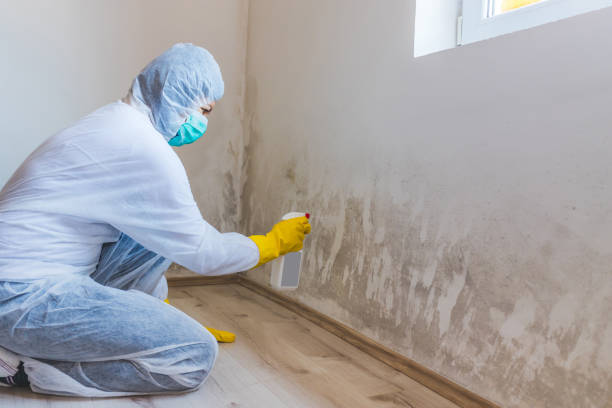 Best Professional Mold Removal  in Edinburg, TX