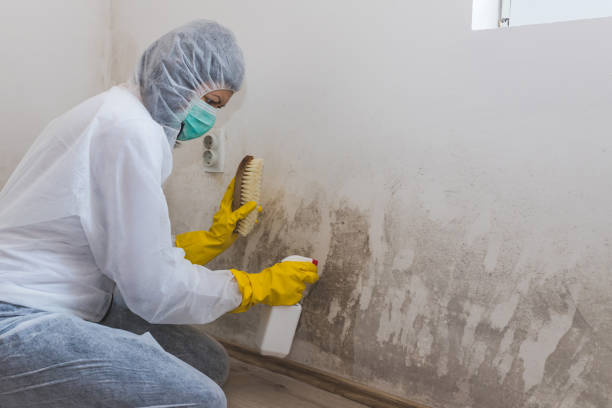 Office Mold Removal Services in Edinburg, TX