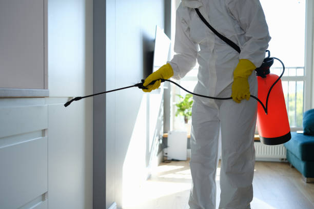 Reliable Edinburg, TX Mold Removal Solutions