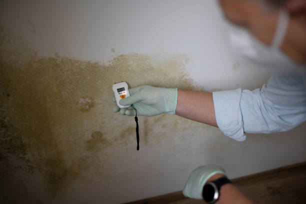 Best Mold Remediation  in Edinburg, TX
