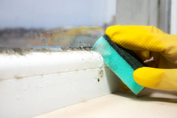 Best Toxic Mold Removal  in Edinburg, TX