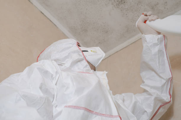 Trusted Edinburg, TX Mold Removal Experts