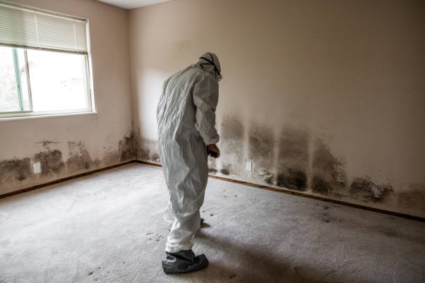 Best Certified Mold Removal  in Edinburg, TX
